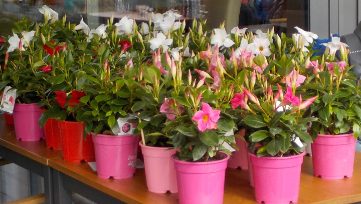 blumen-champions